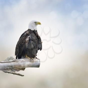 Bald Eagle Perched On A Log