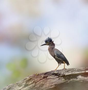 Green Heron Perches on a Branch