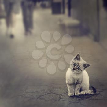 White Kitten On The Street