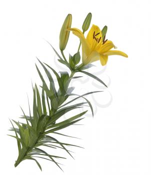 Yellow Lily Flowers Isolated On White Background