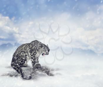 Snow Leopard Sitting on the Rock