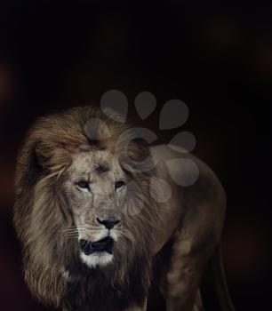 Portrait of Lion on Dark Background