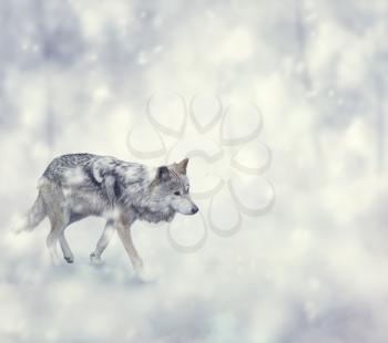 Wolf Walking on The Snow