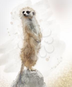 Digital Painting of Meerkat on a Rock