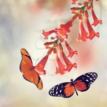 Trumpet Vine Bloom and Butterflies