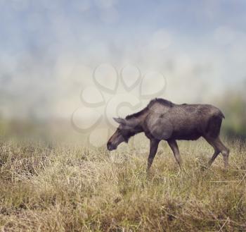 Female Moose Walking on the Field