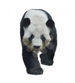 Digital Painting of Giant Panda Bear isolated on white