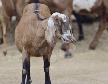 Brown Domestic Goat in a Farm