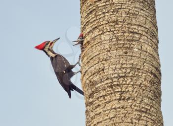 Male Pileated Woodpecker Feeding his Babies