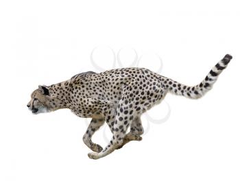 Cheetah  Running ,Isolated on white Background