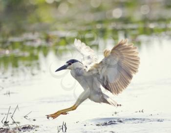 Black-crowned Night Heron in Flight