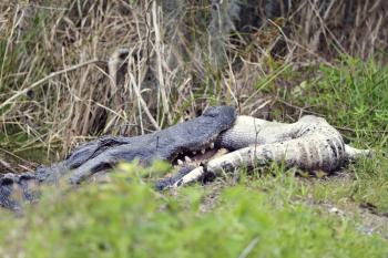 Large Florida Alligator Eating an Alligator