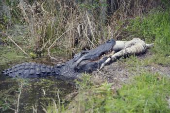 Large Florida Alligator Eating an Alligator