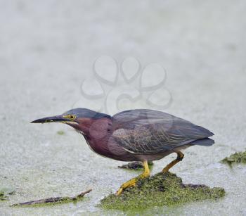 Green Heron in Florida Wetlands 