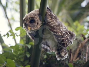 Barred Owlet Perches on a palm tree