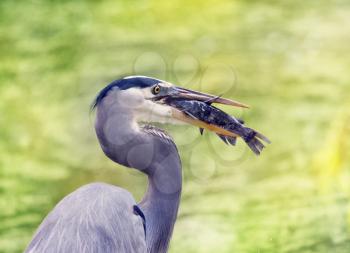 Great Blue Heron eating a catfish