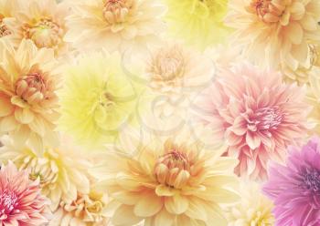 Dahlia Flowers ,Close Up for Background