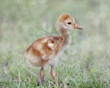 Small Sandhill Crane Chick on a grass