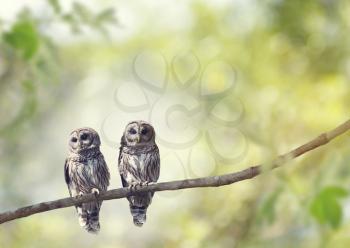 Two Young Barred Owls perch on a tree