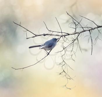 Blue-gray Gnatcatcher perched on a branch