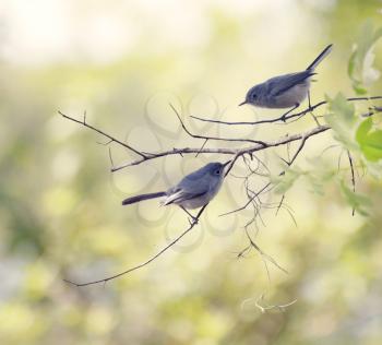Blue-gray Gnatcatchers Perching on a tree