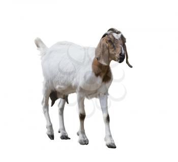 Boer goat isolated on white background