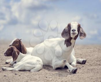  Boer goats mother and babies resting
