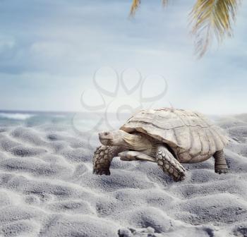 giant Galapagos turtle walking on the sand