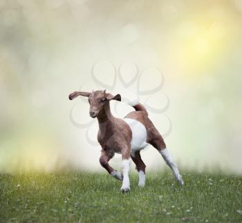 Young boer goat running on the grass