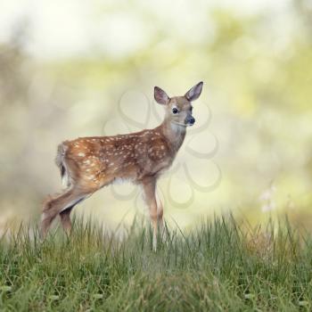 White-tailed deer fawn in grass