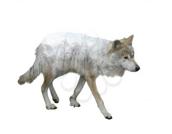 wolf double exposure in the winter time