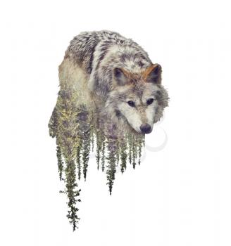 Double exposure of wolf and pine forest on white background