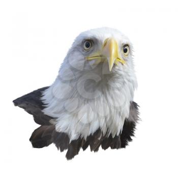 Portrait of Bald eagle isolated on white background