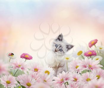Little white kitten in the flower garden