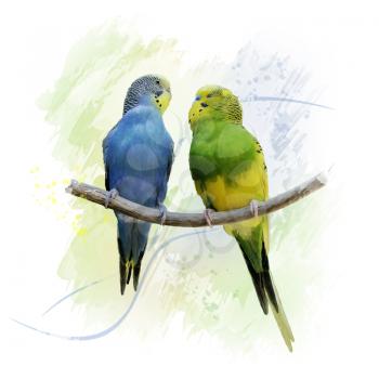 Digital Painting of Two Budgerigars Perching On A Branch