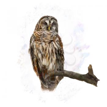 Digital Painting of  Barred Owl perching