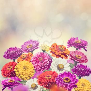 Colorful Blossom of Zinnia flowers