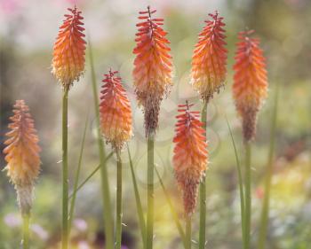Bright orange and yellow Red Hot Poker flowers (kniphofia)