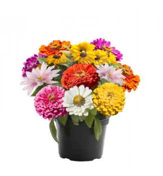 Variety of colorful flowers in a flower pot isolated on white background
