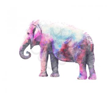 Elephant female watercolor  on white background