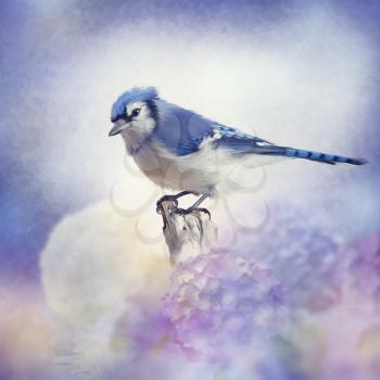 Blue jay in Flower garden,watercolor painting