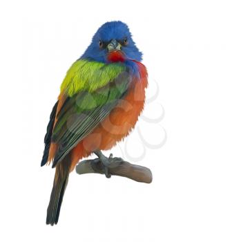 Male Painted Bunting watercolor painting