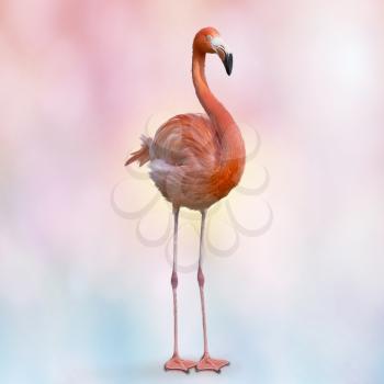 digital painting of Pink flamingo