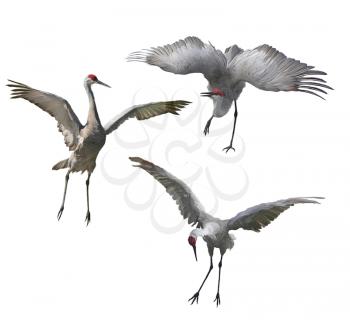 Sandhill Cranes painting isolated on white background