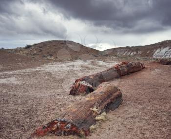 Fossilized Tree Trunks from the Triassic Period - Petrified Forest National Park, Arizona