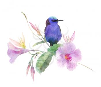 Red Legged Honeycreeper bird on Pink Dipladenia flowers isolated on white background.Digital watercolor painting.