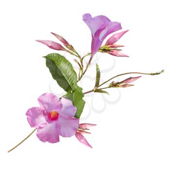 Pink Dipladenia flowers isolated on white background