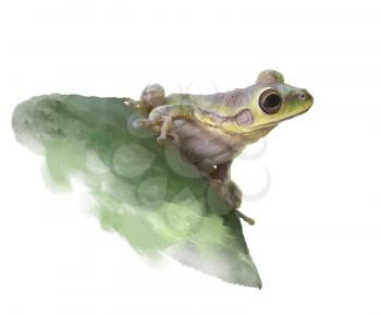 Green tree Frog on a cactus leaf , watercolor illustration.