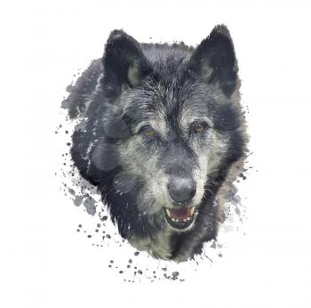 Digital Painting of Timber Wolf .Watercolor illustration on white background