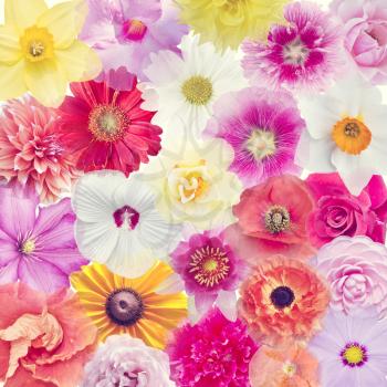 Different colorful flower heads for background